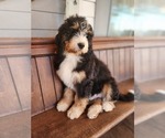 Puppy Puppy 4 Bernedoodle