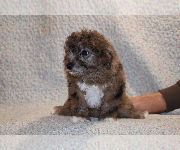 Medium Photo #10 Poodle (Toy) Puppy For Sale in DYERSBURG, TN, USA