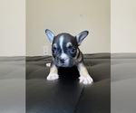 Small #6 French Bulldog