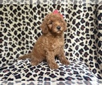 Small #1 Goldendoodle (Miniature)