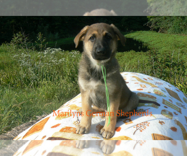 Medium Photo #6 German Shepherd Dog Puppy For Sale in PIEDMONT, MO, USA