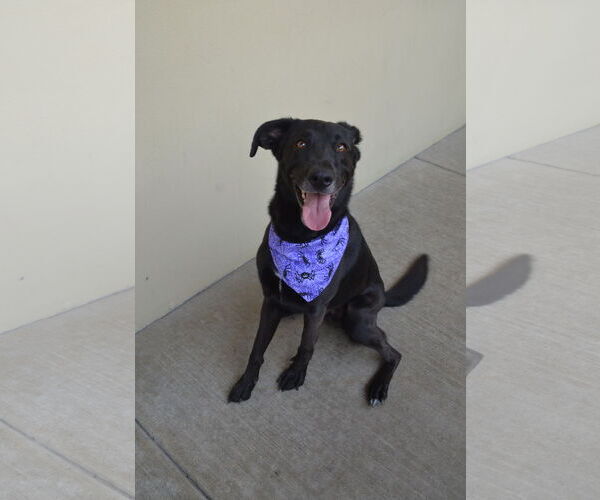 Medium Photo #3 Labrador Retriever-Unknown Mix Puppy For Sale in McKinney, TX, USA