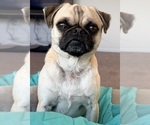 Small Photo #1 Pug Puppy For Sale in MOUNT WASHINGTON, KY, USA