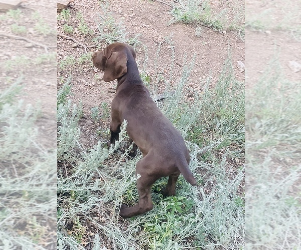 Medium Photo #39 German Shorthaired Pointer Puppy For Sale in DENVER, CO, USA