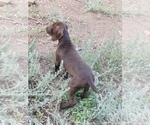 Small Photo #39 German Shorthaired Pointer Puppy For Sale in DENVER, CO, USA