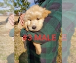 Small Photo #26 Goldendoodle Puppy For Sale in CLARKSVILLE, TX, USA