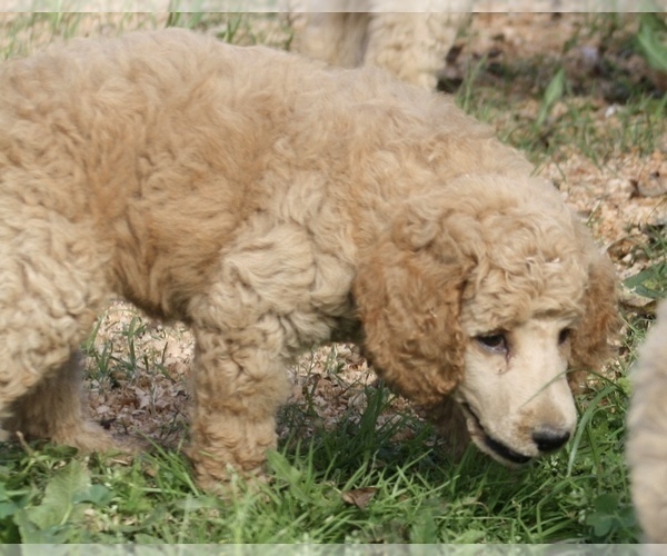 Medium Photo #47 Poodle (Standard) Puppy For Sale in GARWOOD, TX, USA