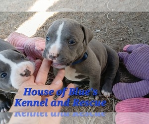 American Pit Bull Terrier Puppy for sale in DELAWARE, OH, USA