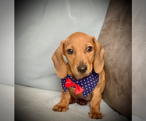 Dachshund Puppy for sale in HESPERIA, CA, USA
