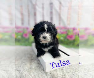 ShihPoo Puppy for sale in KINSTON, NC, USA