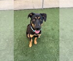 Small German Shepherd Dog Mix