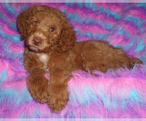 Miniature Labradoodle Puppy for sale in LA HABRA, CA, USA