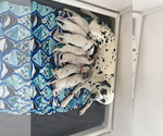 Small Photo #7 Dalmatian Puppy For Sale in AMARILLO, TX, USA