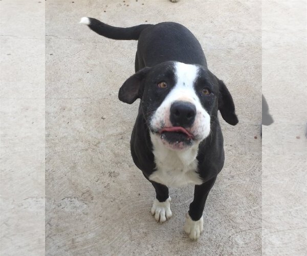 Medium Photo #2 American Pit Bull Terrier-Border Collie Mix Puppy For Sale in San Diego, CA, USA