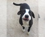 Small #1 American Pit Bull Terrier-Border Collie Mix