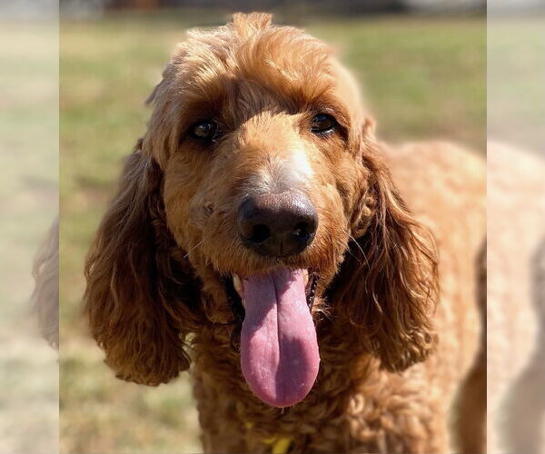 Medium Photo #3 Golden Irish Puppy For Sale in Pacolet, SC, USA