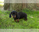 Puppy Becca Dachshund
