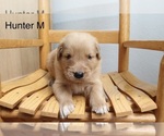Small #2 Golden Retriever
