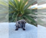 Small Photo #15 Dutch Shepherd Dog Puppy For Sale in LAS VEGAS, NV, USA