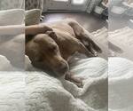 Small #3 Labrador Retriever Mix