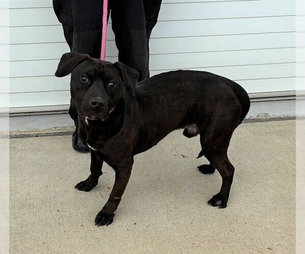Medium Photo #2 Labrador Retriever-Unknown Mix Puppy For Sale in Louisville, KY, USA