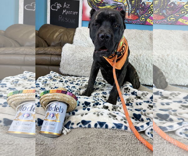 Medium Photo #5 Mutt Puppy For Sale in Goodyear, AZ, USA