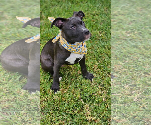 Medium Photo #9 American Pit Bull Terrier-Labrador Retriever Mix Puppy For Sale in San Diego, CA, USA