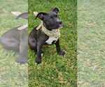 Small #8 American Pit Bull Terrier-Labrador Retriever Mix