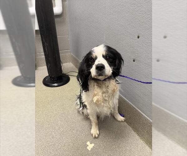 Medium Photo #1 Cocker Spaniel-Unknown Mix Puppy For Sale in Las Vegas, NV, USA