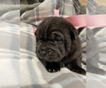 Small Photo #4 Chinese Shar-Pei-Puggle Mix Puppy For Sale in FAYETTEVILLE, NC, USA