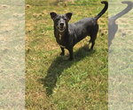 Small #1 Mutt