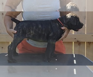 Cane Corso Puppy for sale in CAMBY, IN, USA