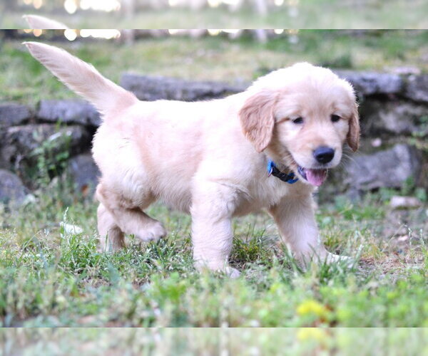 Medium Photo #3 Golden Retriever Puppy For Sale in Germanton, TN, USA