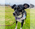 Small Photo #4 Chihuahua-Unknown Mix Puppy For Sale in San Diego, CA, USA