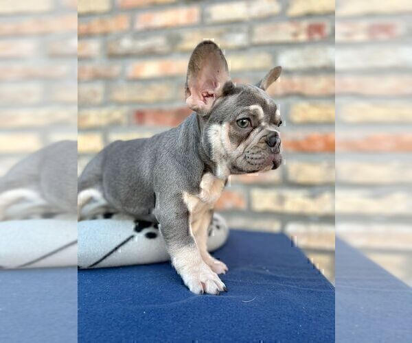 Medium Photo #8 French Bulldog Puppy For Sale in ERIAL, NJ, USA
