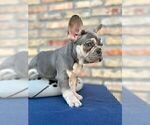 Small #7 French Bulldog