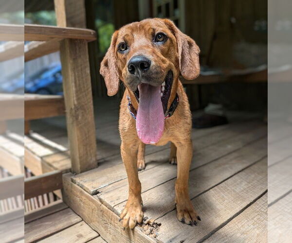 Medium Photo #13 Mutt Puppy For Sale in Vail, AZ, USA