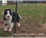 Small Photo #3 Border Collie Puppy For Sale in MOSIER, OR, USA