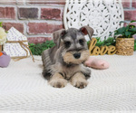 Small #1 Schnauzer (Miniature)