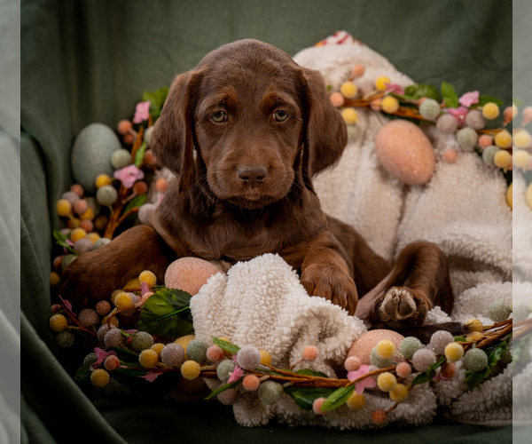 Medium Photo #3 Labradoodle Puppy For Sale in DEEPWATER, MO, USA