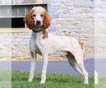 Small Photo #1 Goldendoodle Puppy For Sale in NARVON, PA, USA
