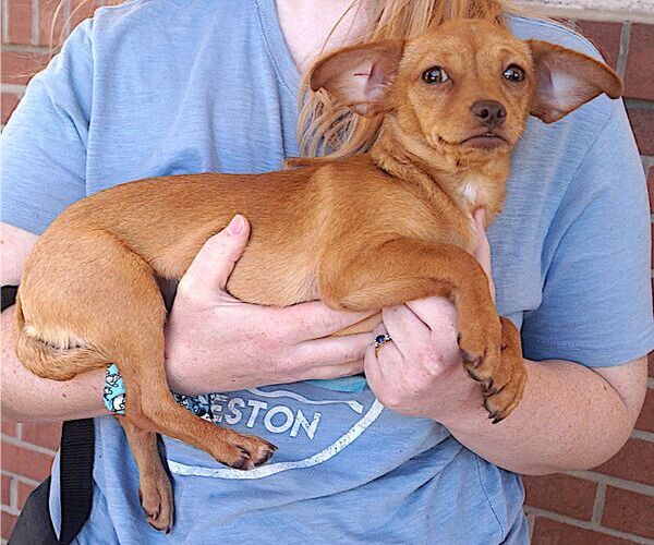 Medium Photo #3 Chihuahua-Unknown Mix Puppy For Sale in Carrollton, TX, USA