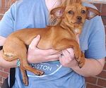 Small Photo #3 Chihuahua-Unknown Mix Puppy For Sale in Carrollton, TX, USA