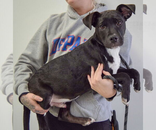 Medium Photo #2 Labrottie Puppy For Sale in Huntley, IL, USA