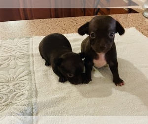 Chihuahua Puppy for sale in ECHO, AL, USA