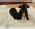 Small Chihuahua