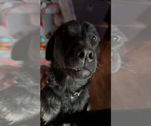 Rottweiler-Unknown Mix Dogs for adoption in Binghamton, NY, USA
