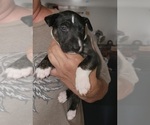 Small Photo #3 Bull Terrier Puppy For Sale in LONG BEACH, CA, USA