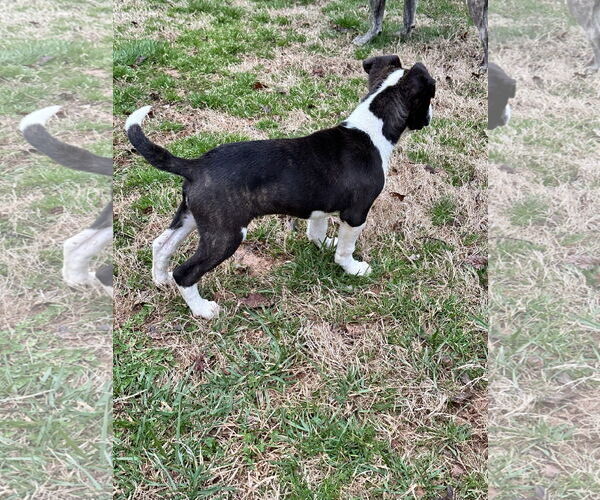 Medium Photo #2 Labrador Retriever-Unknown Mix Puppy For Sale in Ball Ground, GA, USA