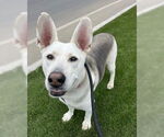 Small #4 Huskies  Mix